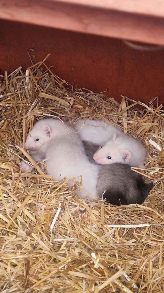 Ferrets for sale 