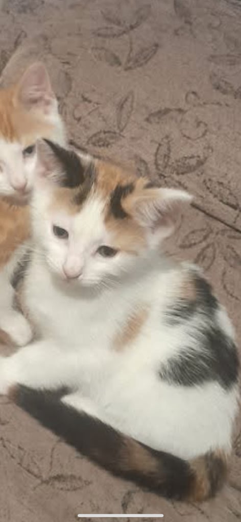 Beautiful Short Hair kitten