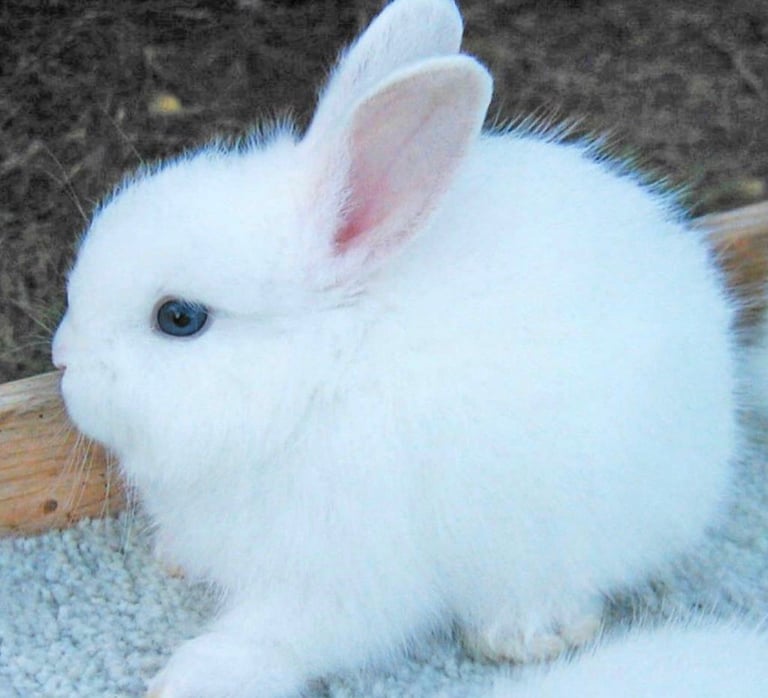 Gorgeous Pure White baby rabbit with blue eyes