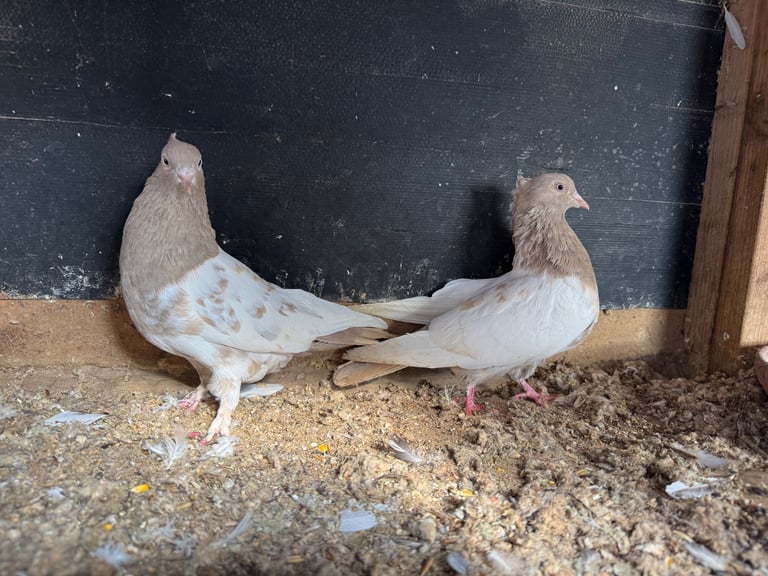 Iranian Pigeons For Sale