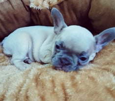 French Bulldogs - Excellent linage 