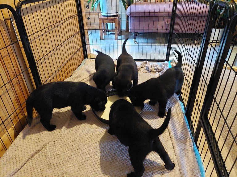 Labrador Mix Breed