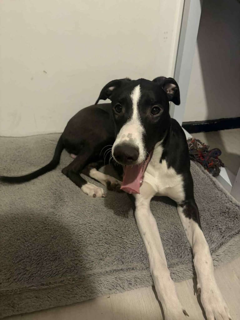 Deaf Lurcher cross puppy 7 months old