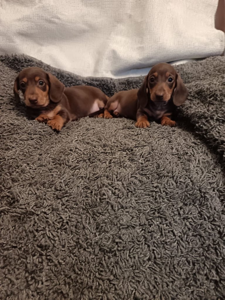 Dachshund puppy's miniature 