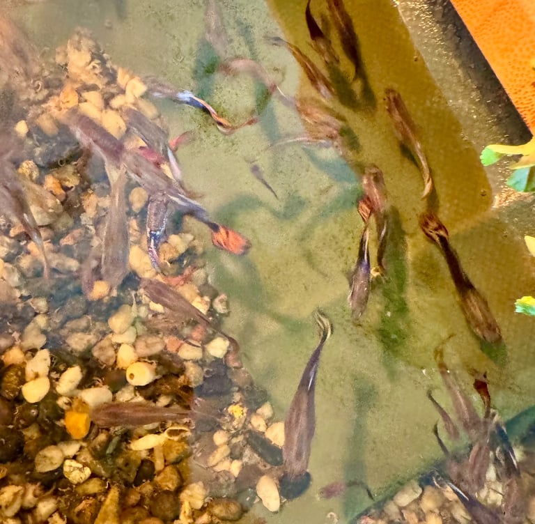 Guppy and Balloon Molly in Chiswick