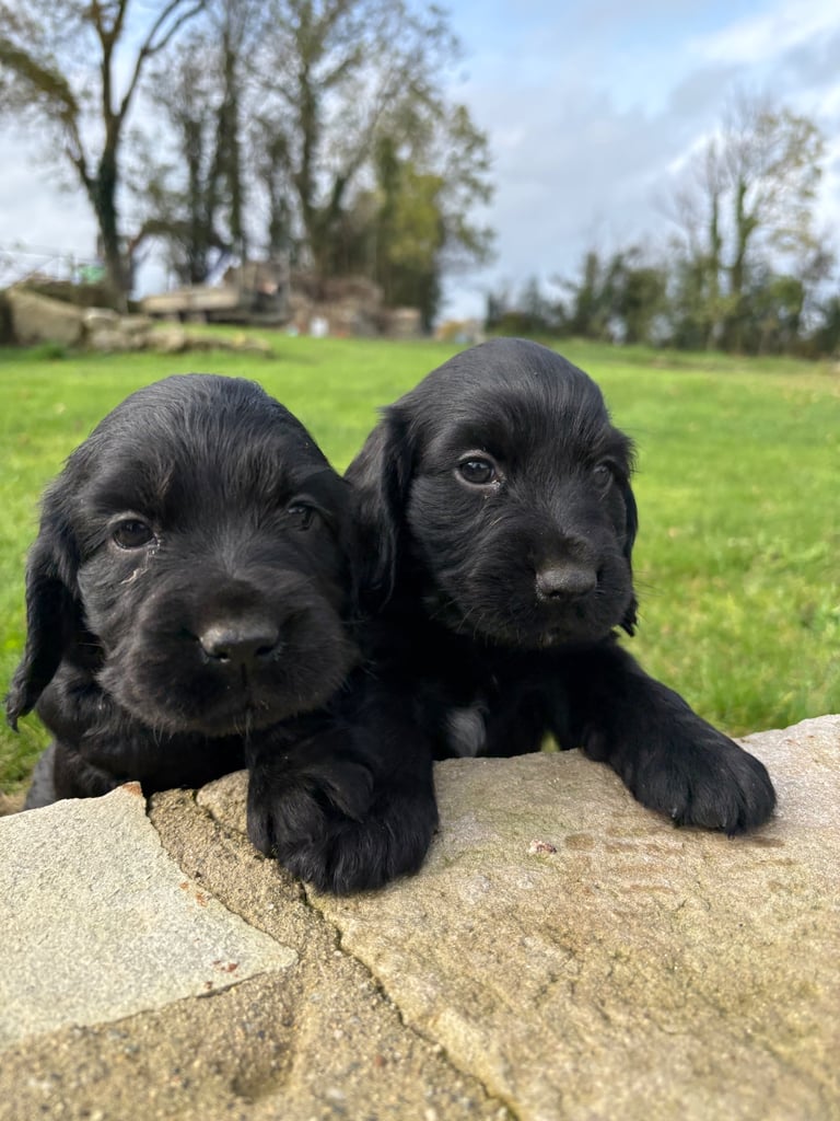 Cocker Spaniel Pups