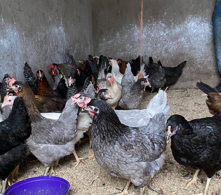 Pullets for sale chickens poultry hens coops arks