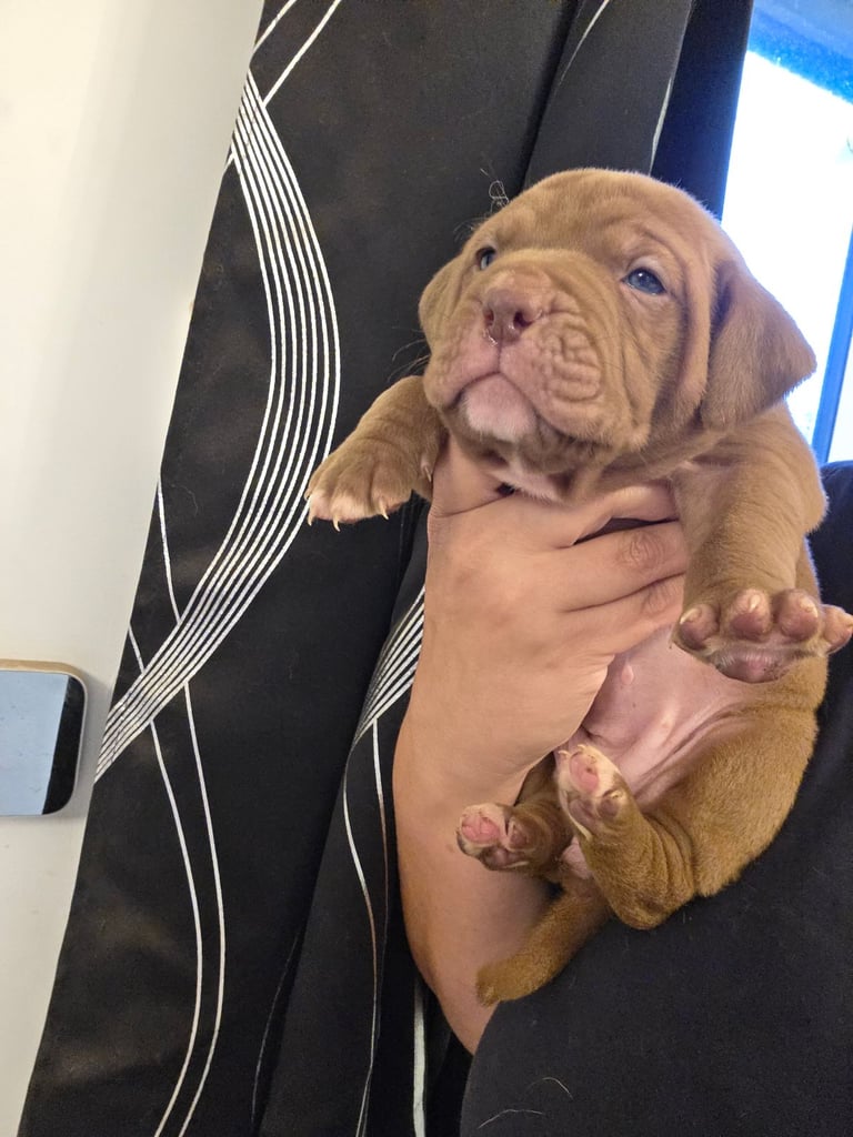 Dogue de bordeaux puppies