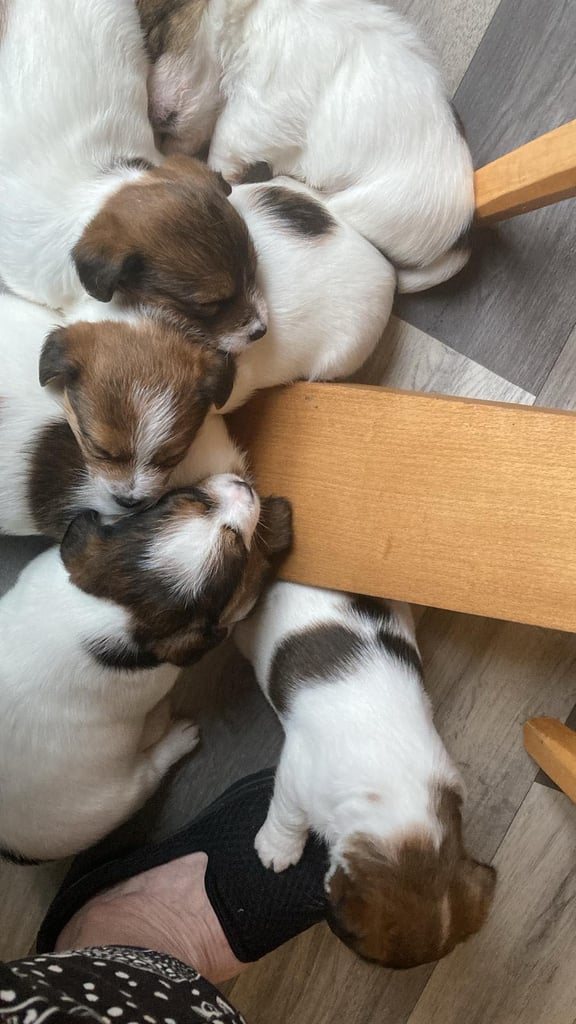 Outstanding Pedigree Jack Russell Puppies