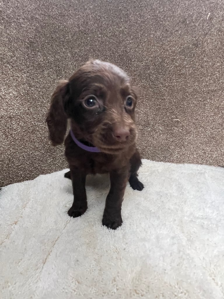 Cockerpoo puppies 