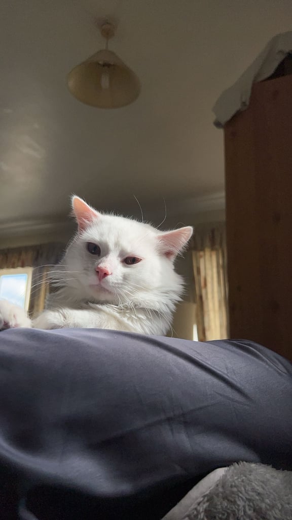 Beautiful Turkish Angora looking for new home