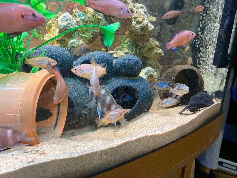 Tanks and fish for sale.