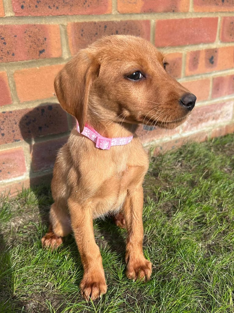 Fox Red Labrador puppies 