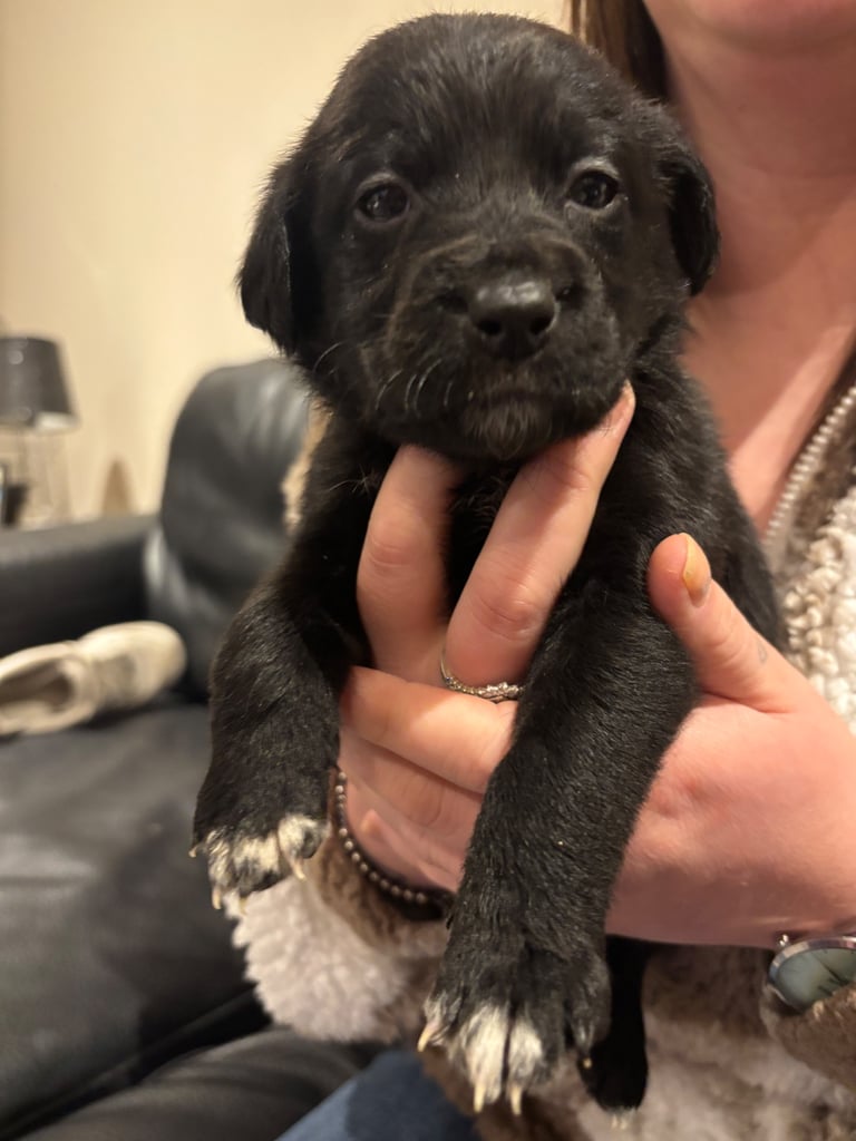Lab/cockapoo puppies for sale