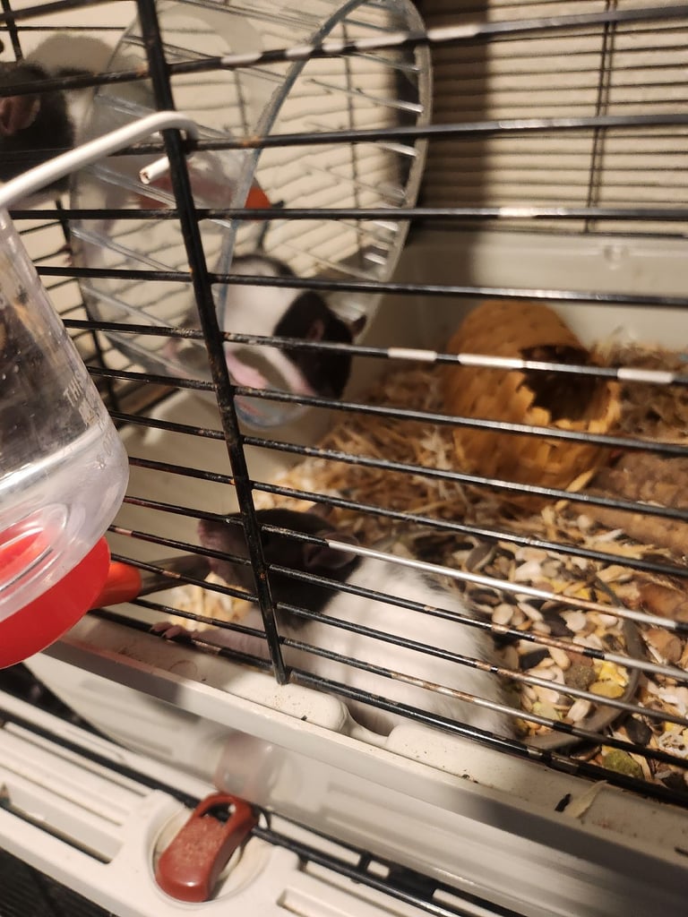 3 girls left Topeard&dumbos on way soon