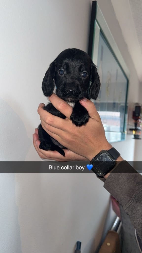 Cocker spaniel puppies 