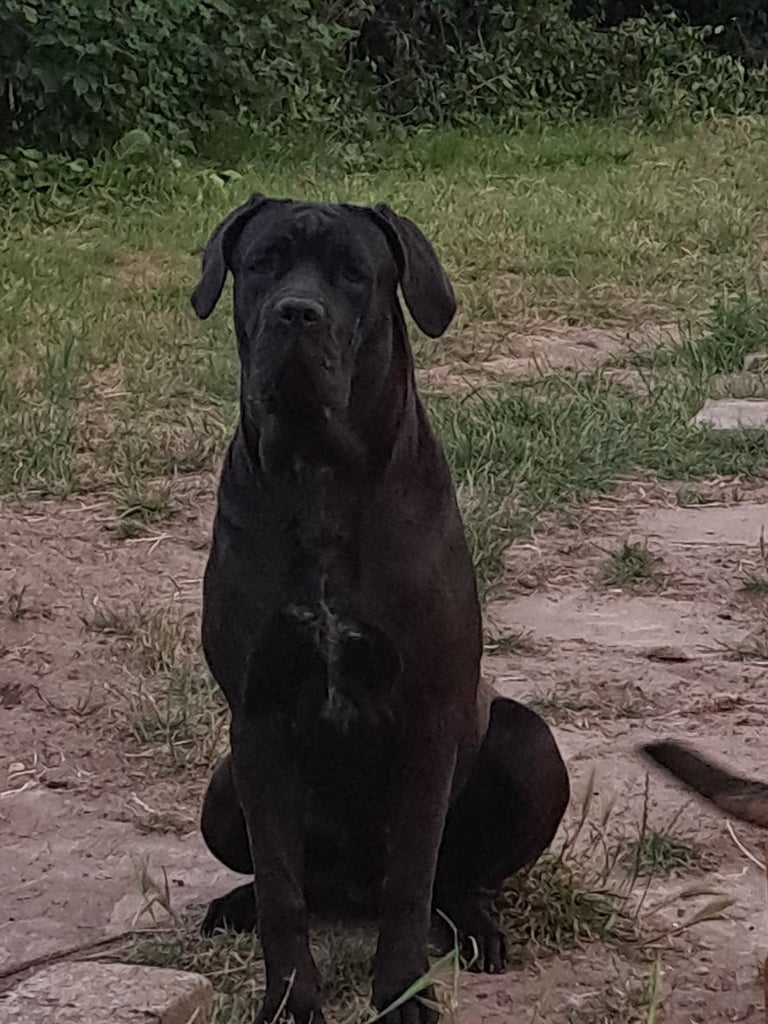Cane corsa 
