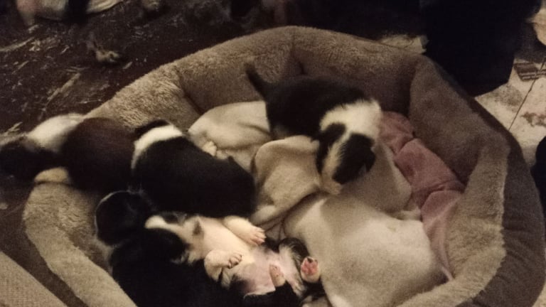 Collie puppies for sale 