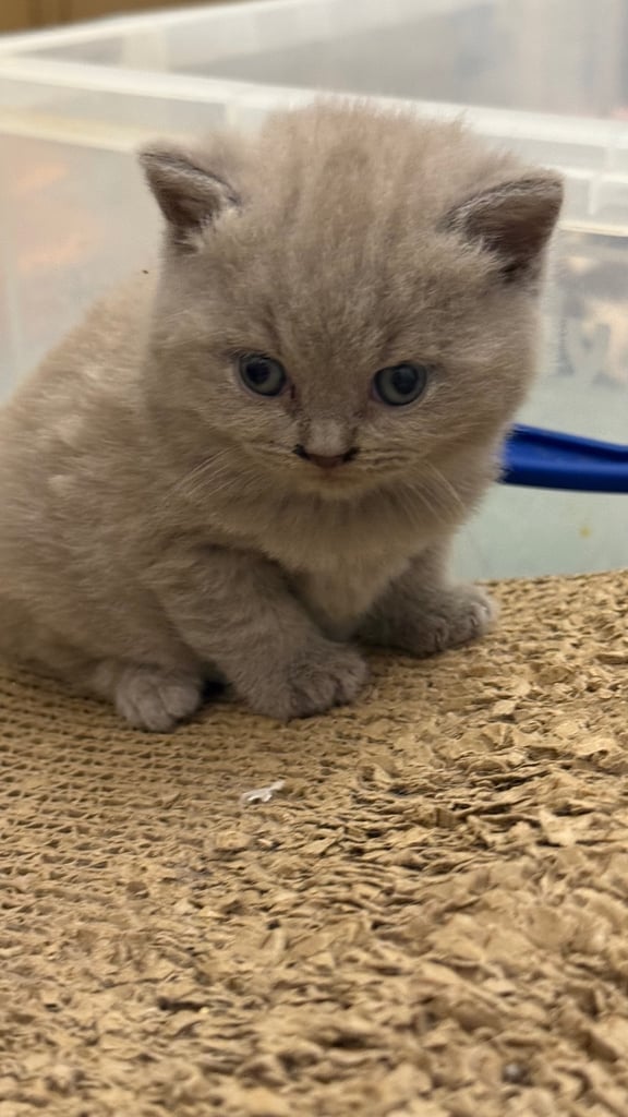 Pedigree BSH kittens 