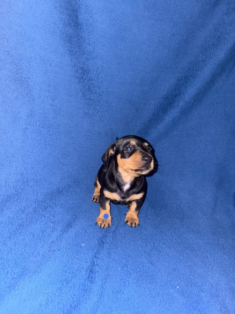 8 dachshund puppies 5girls 3boys