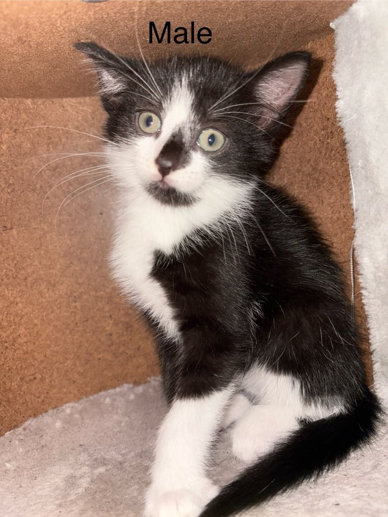 Kittens For Sale