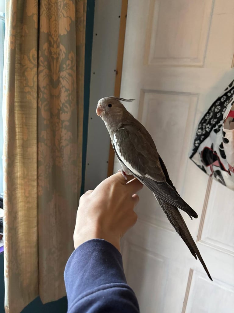 Silly tame cockatiels