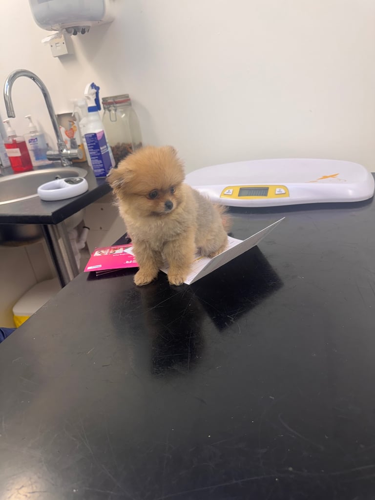 Small teddy Pomeranian puppy boy (brown) 