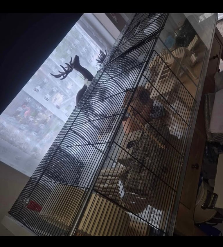 image for Hamster cage enclosure 