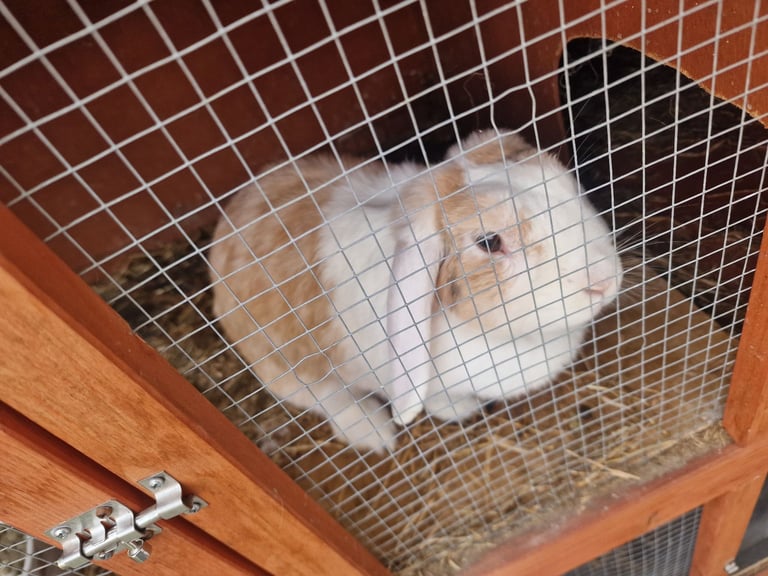 image for Rabbits (females) for sale x 2