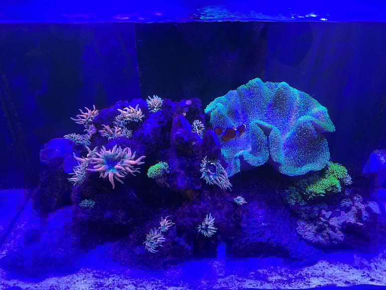 Redsea Reefer 250 Tank With Coral and Fish
