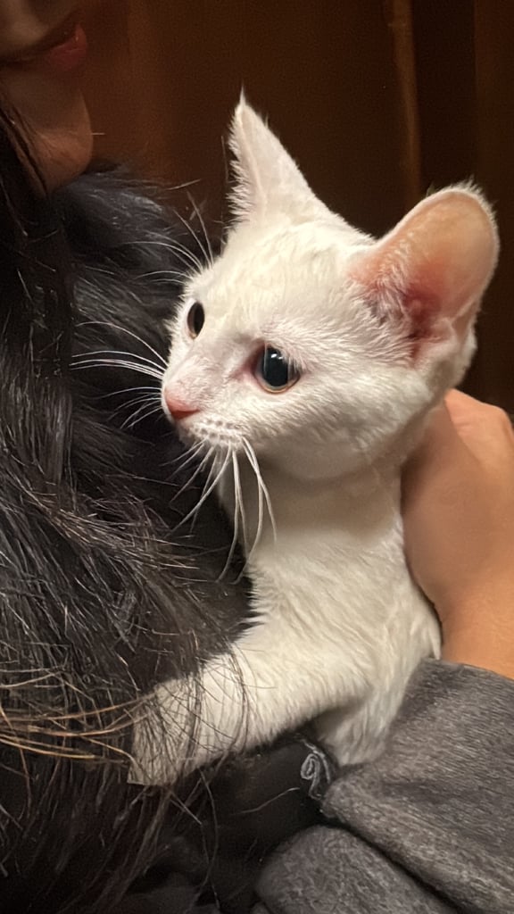 image for White kitten 