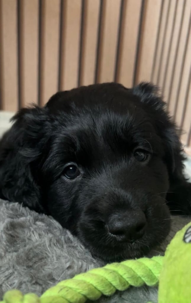 🐾 Adorable Labrador x Collie Puppy Looking for His Forever Home! 🐾