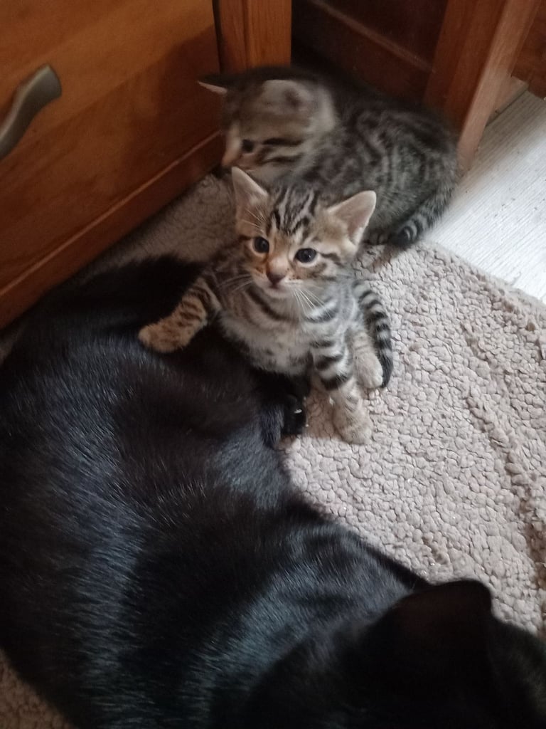 Stunning bengal kittens