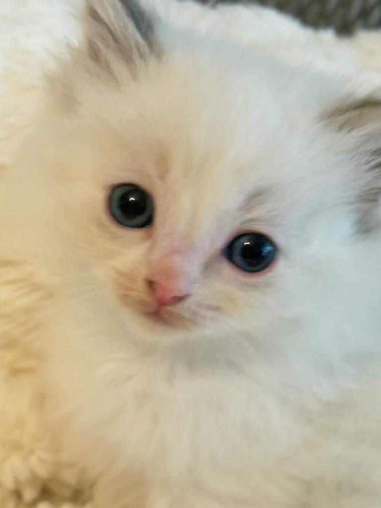 Gccf Ragdolls 🥇M&F 💙🩷 7wk 5 wk & 20wk kittens 