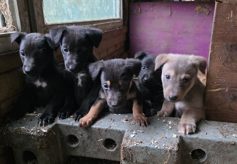 Lurcher pups 