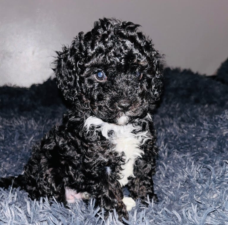 F2B cavapoo puppies ready to leave 