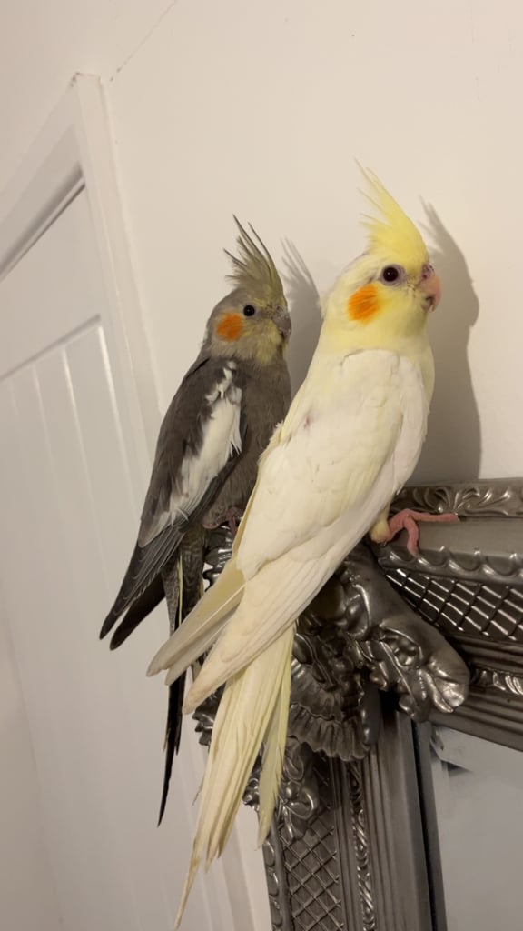 2x cocktiels 
