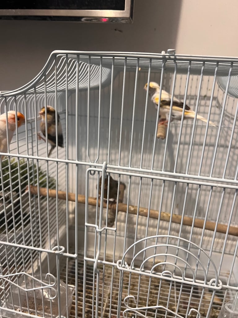 Birds 