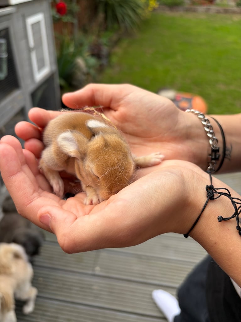 Baby bunnies for sale 