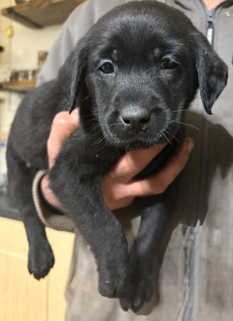 Two Female Black Pups Left