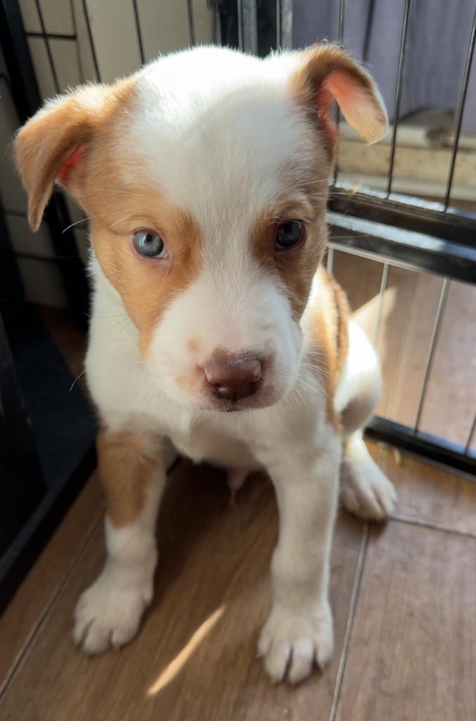 image for Little Sonic 