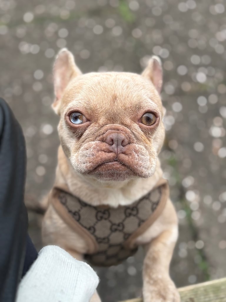 French bulldog 