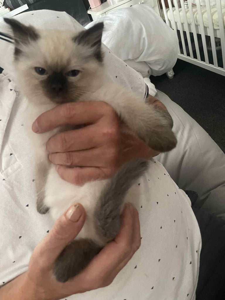 Ragdolls kitten  4 left 