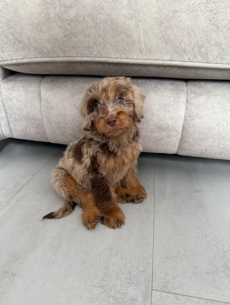RESERVED 🩷 F1 Female Chocolate Merle Cockapoo Puppy