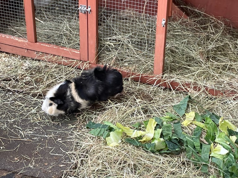 2 male guinea pigs 
