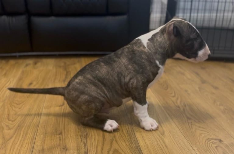 🏴󠁧󠁢󠁥󠁮󠁧󠁿 English Bull Terrier Puppies 🏴󠁧󠁢󠁥󠁮󠁧󠁿 