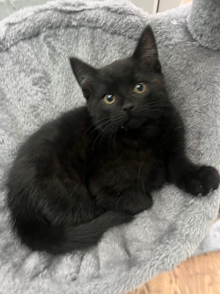 Kitten 