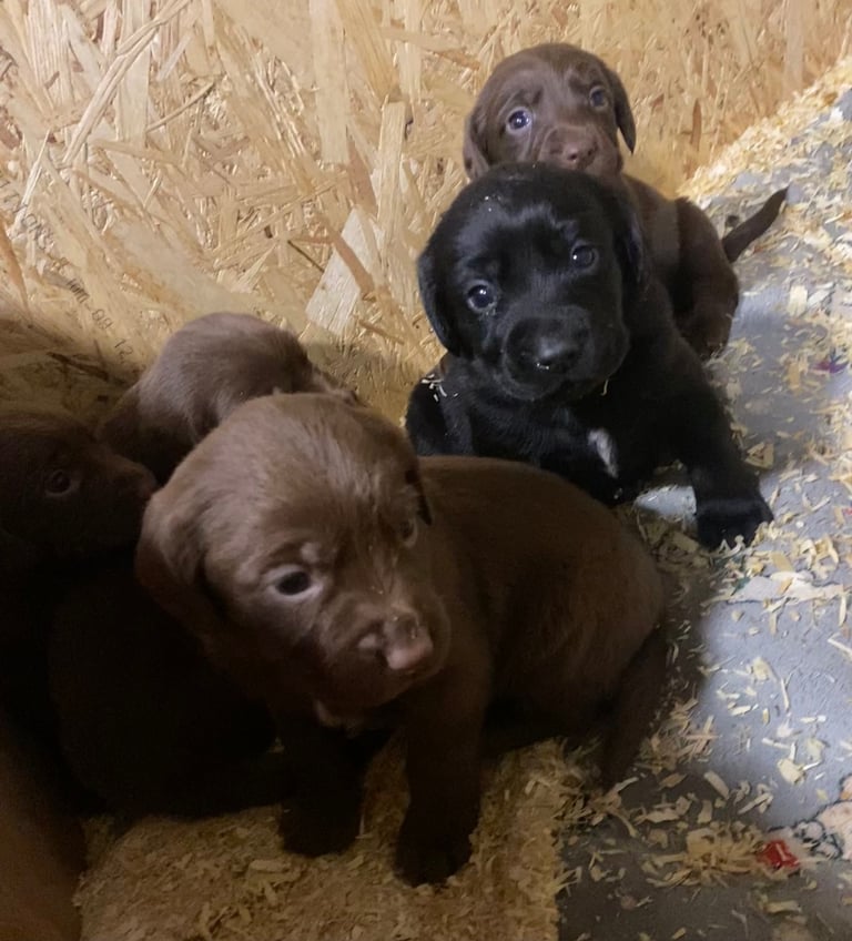 Labrador x Cocker Spaniel Puppies 