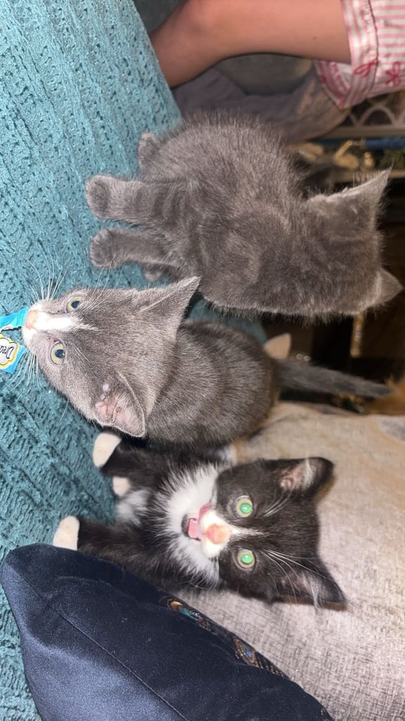 Lovely male kittens x 3  (fuly  grey is now  reserved ) 