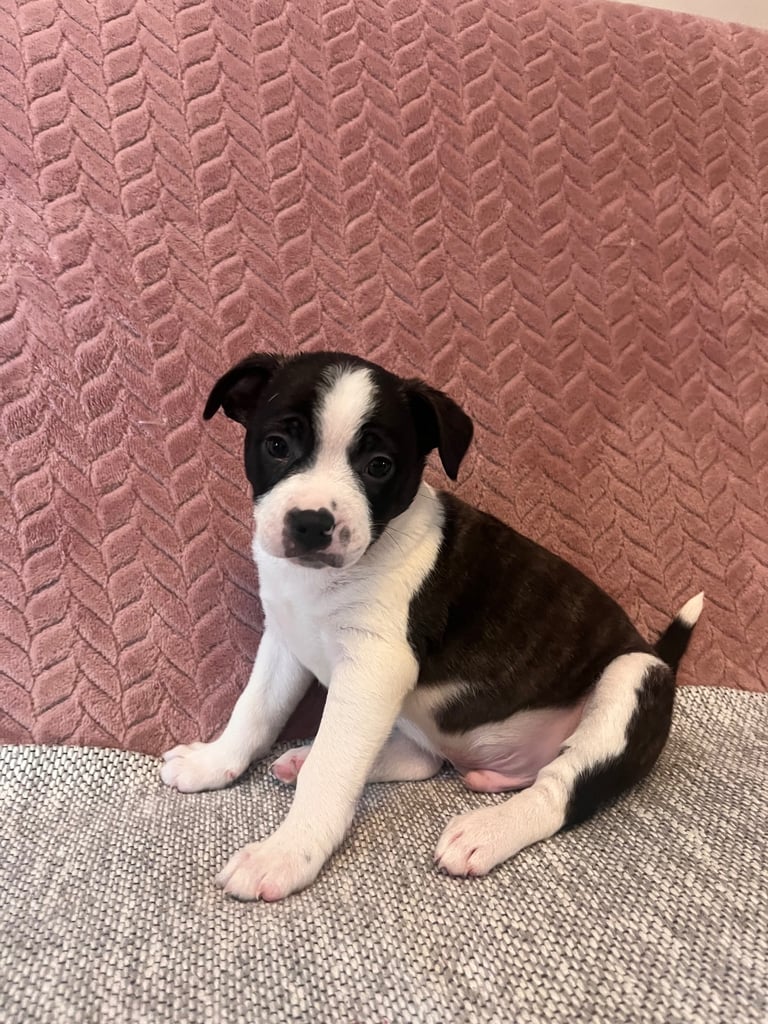 image for Male American Boston Terrier Giant Puppy